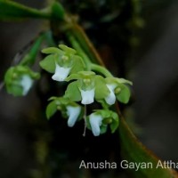 <i>Pteroceras viridiflorum</i>  (Thwaites) Holttum